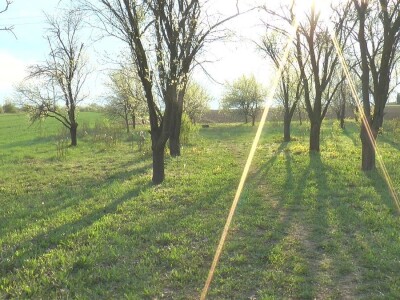 starinske srte voća