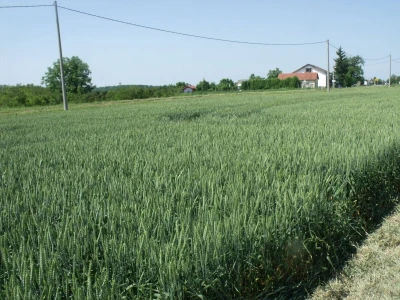 Staro Topolje