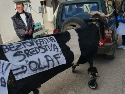 Starogradske mačkare u Trilju Starogradske mačkare u Trilju