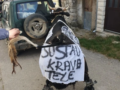 Starogradske mačkare u Trilju