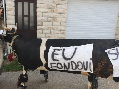 Starogradske mačkare u Trilju