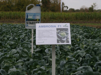 Timac ago - Dan polja kupusa