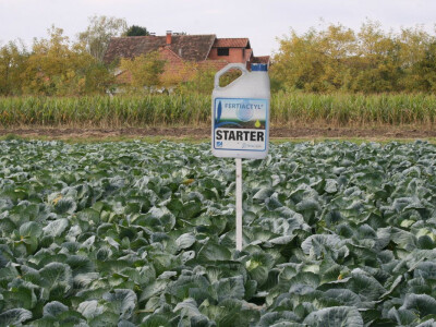 Ogledno poljje kupusa u Futogu