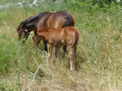 Predivan prizor prelijepih konja