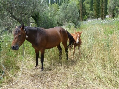 Dokaz povezanosti životinja s prirodom