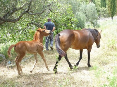 Konji u hodu,a brigu o svakoj životinji vodi Miho