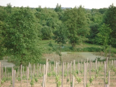 Nasadi vinogradi