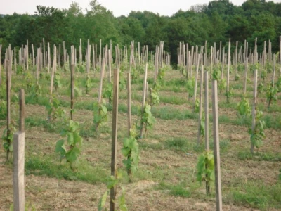 Nasadi vinogradi