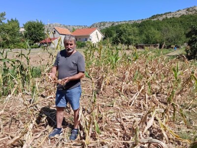 Šteta u kukuruzištu Joška Mandušića iz Katuna