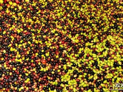 Evidentna šteta maslinove muhe na plodu masline