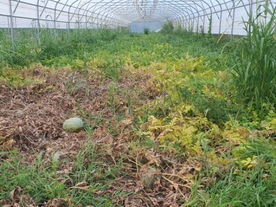 Crveni pauk na lubenicama