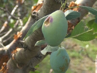 Šteta od grada nemerljiva