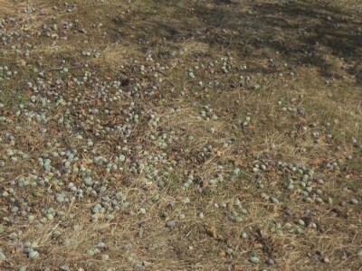 Šteta od grada nemerljiva