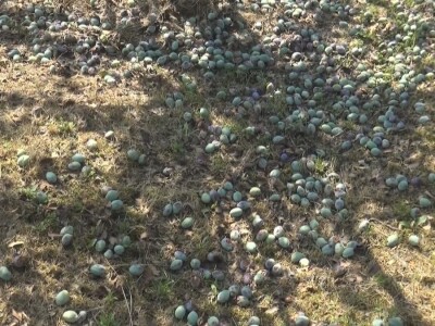 Šteta od grada nemerljiva