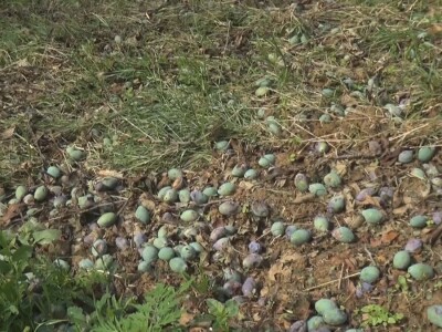 Šteta od grada nemerljiva