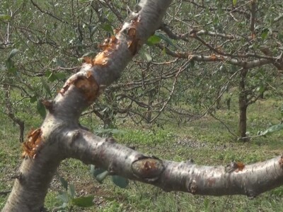 Šteta od grada nemerljiva