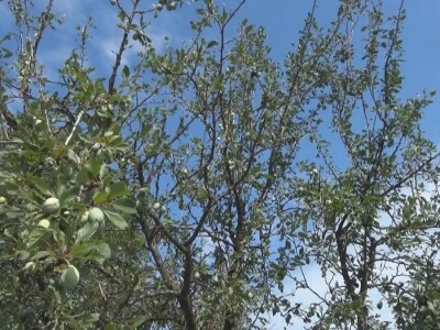 Šteta od grada nemerljiva