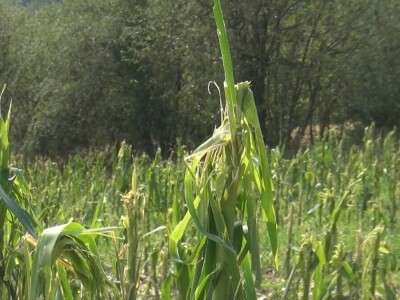 Šteta od grada nemerljiva