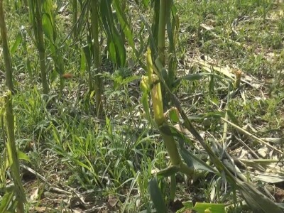 Šteta od grada nemerljiva