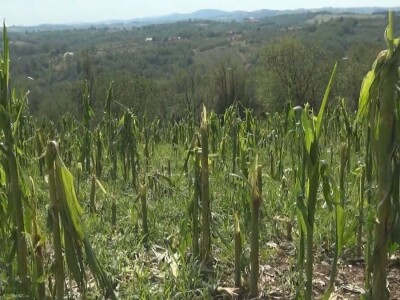 Šteta od grada nemerljiva