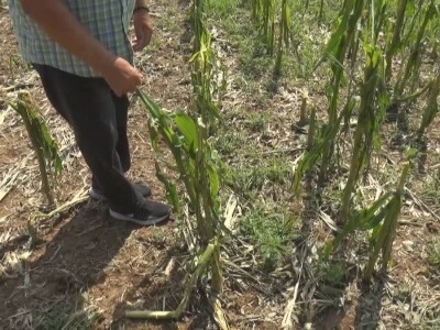 Šteta od grada nemerljiva