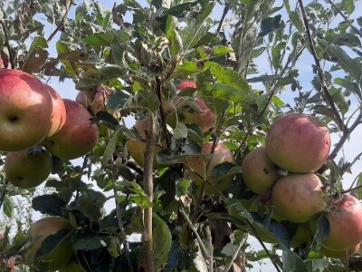 Šteta od grada u Vinči stopostotna, foto: M. Lazarević