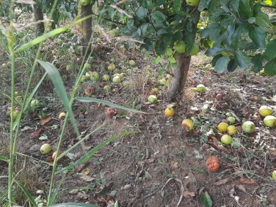 Šteta od grada u Vinči stopostotna, foto: M. Lazarević