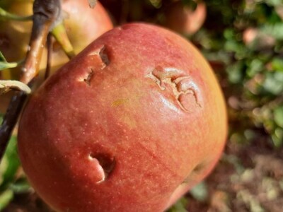 Šteta od grada u Vinči stopostotna, foto: M. Lazarević