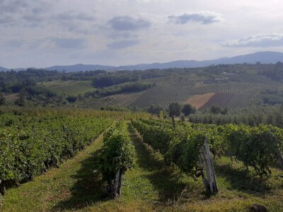 Šteta od grada u Vinči stopostotna, foto: M. Lazarević