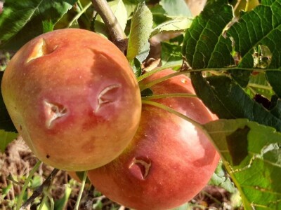 Šteta od grada u Vinči stopostotna, foto: M. Lazarević