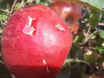 Šteta od grada u Vinči stopostotna, foto: M. Lazarević