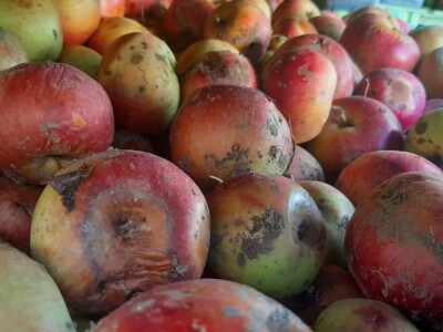 Šteta od grada u Vinči stopostotna, foto: M. Lazarević