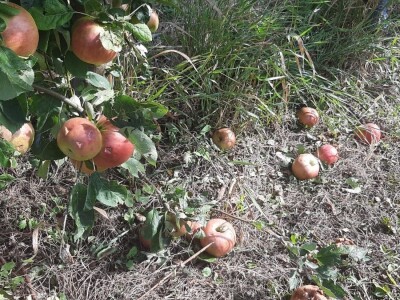 Šteta od grada u Vinči stopostotna, foto: M. Lazarević