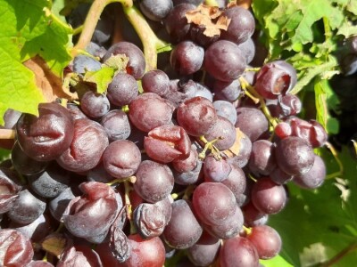 Šteta od grada u Vinči stopostotna, foto: M. Lazarević