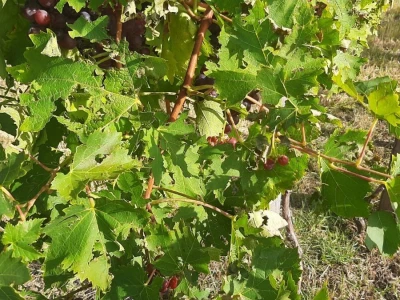 Šteta od grada u Vinči stopostotna, foto: M. Lazarević