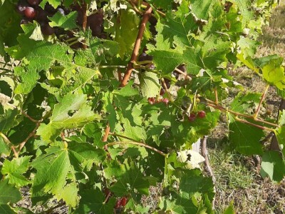 Šteta od grada u Vinči stopostotna, foto: M. Lazarević