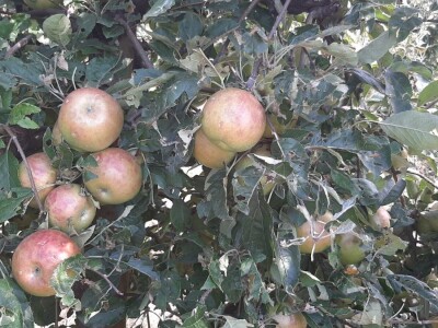 Šteta od grada u Vinči stopostotna, foto: M. Lazarević