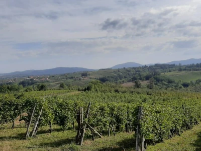Šteta od grada u Vinči stopostotna, foto: M. Lazarević