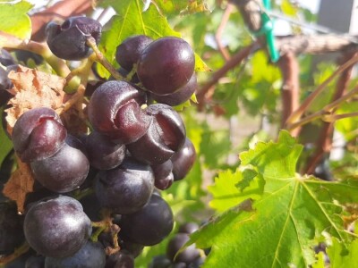 Šteta od grada u Vinči stopostotna, foto: M. Lazarević