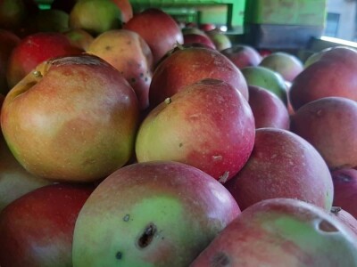 Šteta od grada u Vinči stopostotna, foto: M. Lazarević