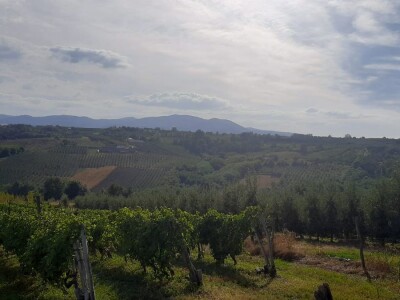 Šteta od grada u Vinči stopostotna, foto: M. Lazarević