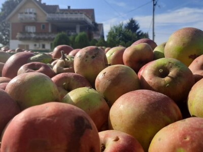 Šteta od grada u Vinči stopostotna, foto: M. Lazarević