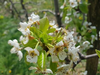 Šteta od mraza u Srpskoj