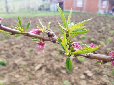 Šteta od mraza u Srpskoj