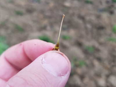 Šteta od mraza u Srpskoj