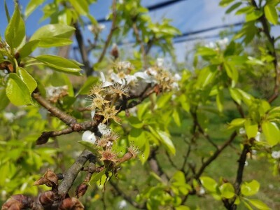 Šteta od mraza u Srpskoj
