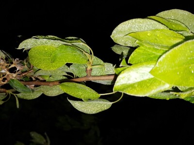 Šteta od mraza u Srpskoj