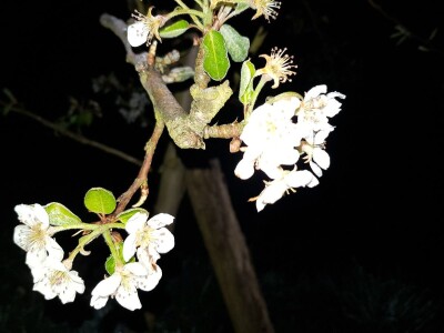 Šteta od mraza u Srpskoj