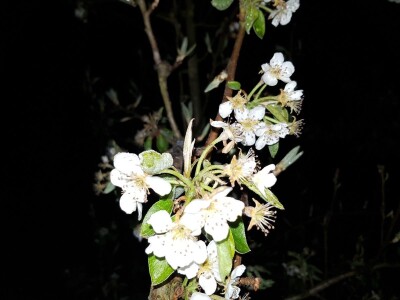 Šteta od mraza u Srpskoj