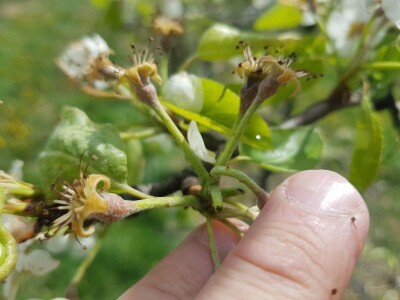 Šteta od mraza u Srpskoj